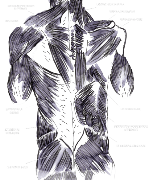 Muscle anatomy back diagram